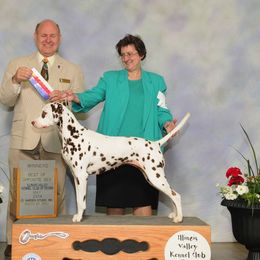 Dalmatian All Grown Up from Diamond D Dalmatians