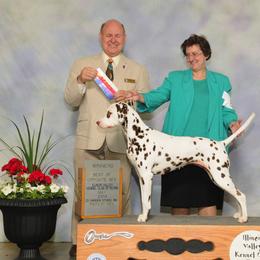 Dalmatian All Grown Up from Diamond D Dalmatians