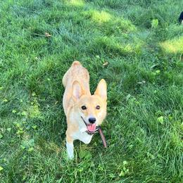 Pembroke Welsh Corgis from D&D P.W.Corgi's