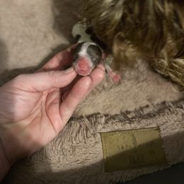 Princess - Parti female Yorkshire Terrier puppy in Yukon, Oklahoma from Tiffs Yorkie babies