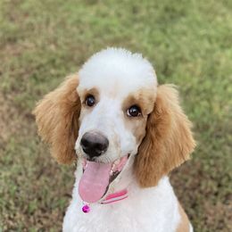Cavapoo, Goldendoodle, and Poodle All Grown Up from Pearls & Curls doodles & poodles