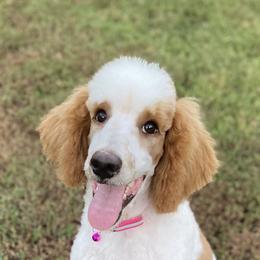 Cavapoo, Goldendoodle, and Poodle All Grown Up from Pearls & Curls doodles & poodles