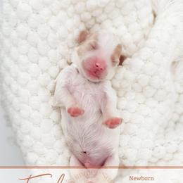 Echo - Parti male Goldendoodle puppy in California City, California from Summer Sun Doodles