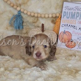 Burke - Cream male Dachshund puppy in Foreman, Arkansas from Nelson's Dachshunds