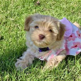 Hazel - Gold female Havanese puppy in Mustang, Oklahoma from Rose Hill Havanese