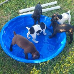 German Shorthaired Pointer Puppies from H LAVA C Pointers