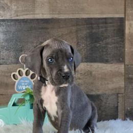 Hopper - Blue and white Great Dane puppy in Gonzales, Louisiana from Anstatt House Of Danes