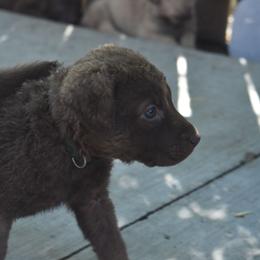 Lilliana - Brown female Chesapeake Bay Retriever puppy in Soap Lake, Washington from Desert Oasis Kennels