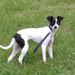 Penny - Rat Terrier
