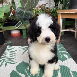 Cartier with training - Black and white male Bernedoodle puppy in Boonville, North Carolina from Doods & Dolls