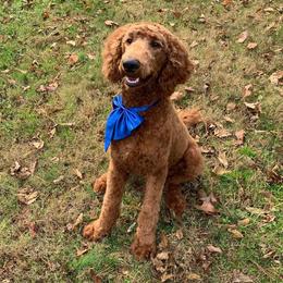 Max - Poodle