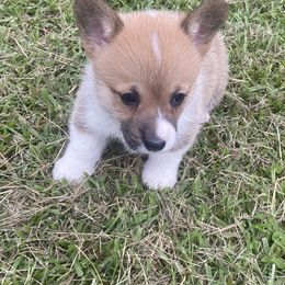 Girl 1 - White and red Pembroke Welsh Corgi puppy in Beulaville, North Carolina from Windy Acres Pembroke Welsh