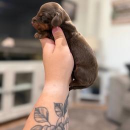 Tilly - Chocolate and tan female Dachshund puppy in Mc Alester, Ok, Oklahoma from New Hope Miniature Dachshunds