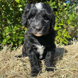Orange - Black and white female Sheepadoodle puppy in Archer, Florida from Gainesville Sheepadoodles