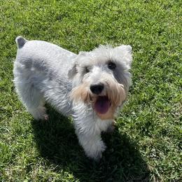 Miniature Schnauzer All Grown Up from Good Shepherd K9 Initiative