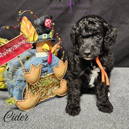Cider - Black male Poodle puppy in Mancelona, Michigan from Lavender poodles & doodles