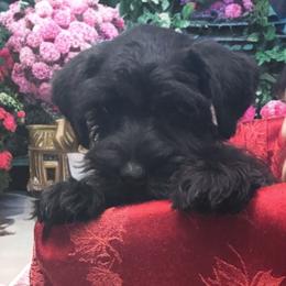 Miniature Schnauzer Puppies from Blue Ribbon Schnauzers
