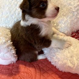 Cherry Blossom - Red tri female Miniature Australian Shepherd puppy in Port Saint Lucie, Florida from Charlene Brannon's Mini Australian Shepherds