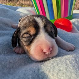 Buttercup - Black tan and white female Beagle puppy in Colville, Washington from Rosehaven Homestead