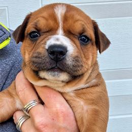Monica - Red female American Staffordshire Terrier puppy in Marietta, Georgia from Ambition Amstaffs