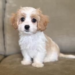 Savannah - female Companion Cross puppy in Grottoes, Virginia from Wendy’s Maltese & Cavamalts of Virginia