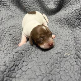 Spotty - Piebald female Dachshund puppy in Birchtree, Missouri from Cruzan Dachshunds