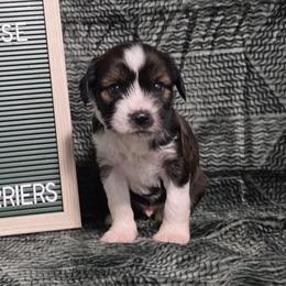 Java - Sable and white male Tibetan Terrier puppy in Lane County, Oregon from Zara Tibetan Terriers