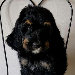 Bernedoodle Puppies from Pura Vida Bernedoodles
