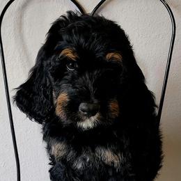 Bernedoodle Puppies from Pura Vida Bernedoodles