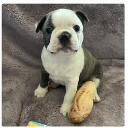 Boston Terrier and Rat Terrier Puppies from Sugar Baby Bostons
