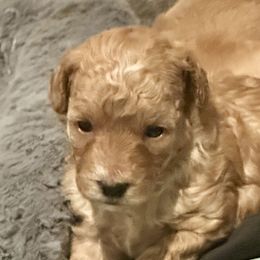 Piper Girl 4 - Apricot female Poodle puppy in Florence, South Carolina from Karen’s precious poodles and doodles