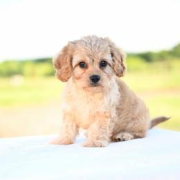 Finn - Apricot male Cavapoo puppy in Lawton, Oklahoma from Lindsey’s Cavies