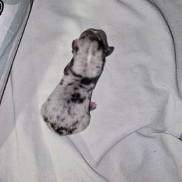 Mr grey - Merle male Chihuahua puppy in West York, Pennsylvania from Perfect Color Chihuahuas