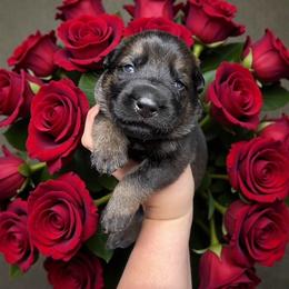 Draco - Sable male German Shepherd puppy in Oakland, Oregon from VHM German Shepherds
