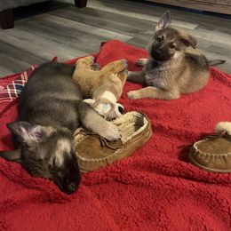 German Shepherd Puppies from Scenic City Shepherds