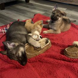 German Shepherd Puppies from Scenic City Shepherds