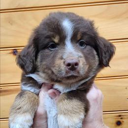 Rosie Boy 3 - Red tri male Miniature Australian Shepherd puppy in Hampton, Tennessee from TC Farms Stock Dogs - Miniature Australian Shepherds