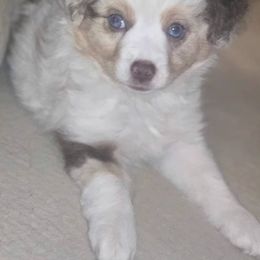 Miniature Australian Shepherd Puppies from Puddles True Mini Aussies