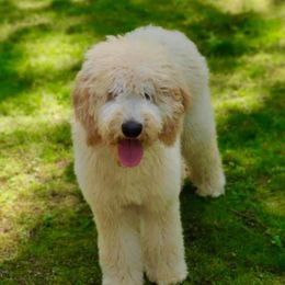 Lucy  - Australian Labradoodle