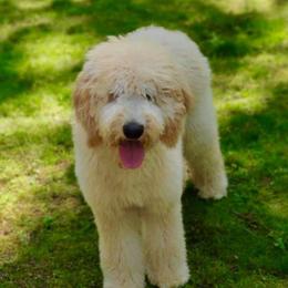 Lucy  - Australian Labradoodle
