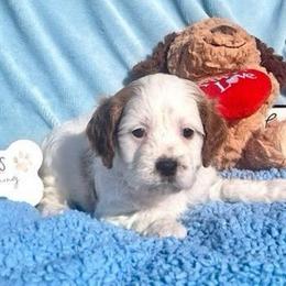 Jerry - Blenheim male Cavapoo puppy in Fort Worth, Texas from Creekwood Miniature Cavapoos