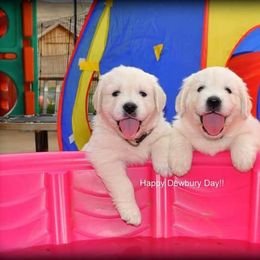 Dewbury Dream Goldens  breeder of Golden Retriever