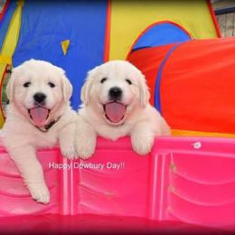 Dewbury Dream Goldens  breeder of Golden Retriever