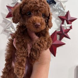 Peachy - Red  female Poodle puppy in Riverside, California from Poodles