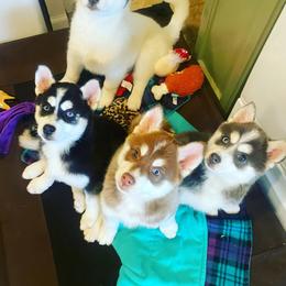 Pomsky Puppies from Periwinkle Pomskies