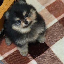 Laia - Black and tan female Pomeranian puppy in Kempner, Texas from Heart Of Texas Pom's