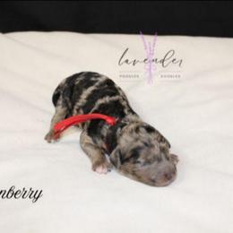 Cranberry - Merle female Cockapoo puppy in Mancelona, Michigan from Lavender poodles & doodles