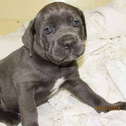 Cane Corso Puppies from BURLAP N LACE CANE CORSO'S