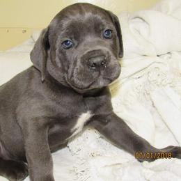 Cane Corso Puppies from BURLAP N LACE CANE CORSO'S