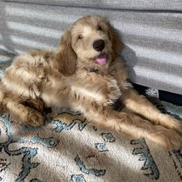 Goldendoodle Puppies from Lundee Doodles